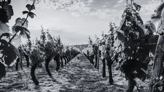 Prolongation des demandes d’autorisation de replantation de vignes