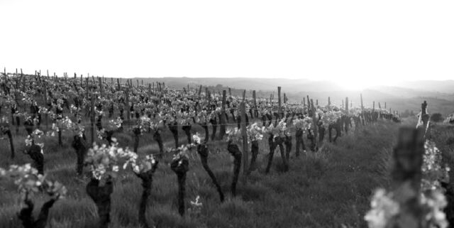 Revue Vinicole Internationale - Interview de Jacques Goyet et Louis Vallet