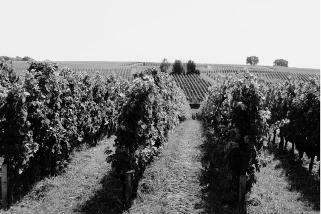 De nouvelles obligations en matière de durabilité imposées aux coopératives agricoles