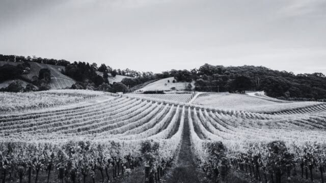 Financing - Implementation of a subsidized loan program for wine companies by the government 