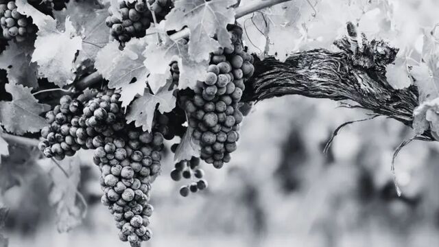 L’Accord de durabilité viticole en Occitanie considéré comme compatible avec le droit de l’Union Européenne